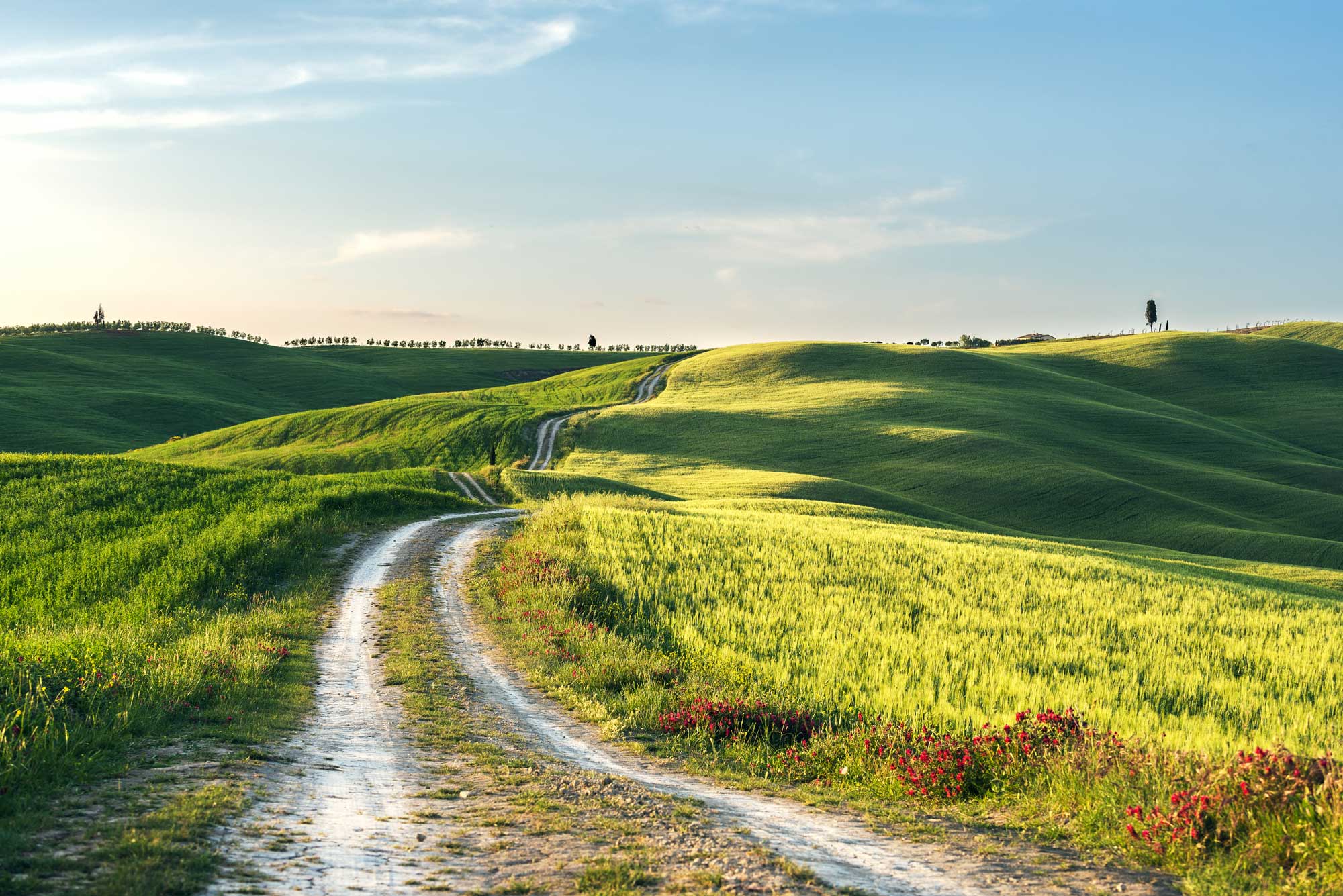 path in nature